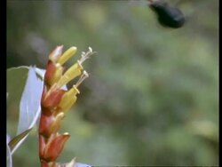 MCU Green Mango hummingbird feeding from flower, pull out and in again, real time Stock Footage