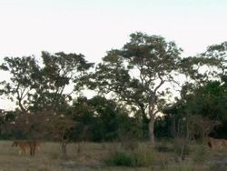 WS Pan Shot of Collared lioness and lion walking through bush / Okavango Delta, North-West District, Botswana Stock Footage