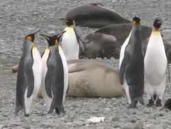 Stare-Down of King Penguins among Elephant Seal / South Georgia Island, Sub-Antarctic Region , British Territory, Antarctica Stock Footage