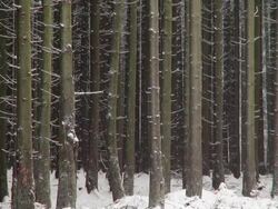 MS Shot of fir forest in winter with snow falling / Erbeskopf, Hunsruck, Rhineland Palatinate, Germany Stock Footage
