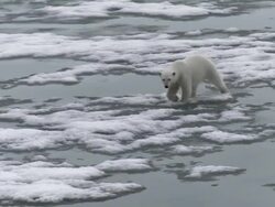WS ZO TS View of Polar Bear walking on ice / Svalbard, Spitsbergen, Norway Stock Footage