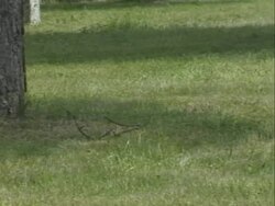 Mauthausen Concentration Camp cemetery Stock Footage