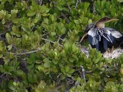 Family of Fishing Birds Stock Footage