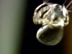 CU Orb-Weaving Spider catching Common House Fly Stock Footage