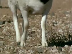 CU flock of sheep legs and lamb walk past camera, Namaqualand, South Africa Stock Footage
