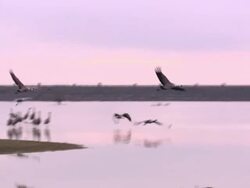 Common Cranes (Grus grus) leaving their roost on Lake Cubillar, Caceres Province in Extremadura, Spain Stock Footage