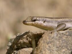 MS PAN Shot of Variable skink lying on rock bathing then disappears over edge of rock / Namaqualand, Northern Cape, South Africa Stock Footage