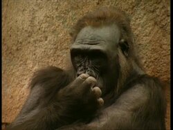 MCU Gorilla absent-mindedly picking nose Stock Footage