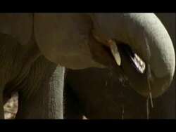 BCU Asian Elephant (Elephas maximus) trunk drinking, India Stock Footage
