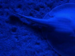 Blue Round Stingray Swims to Right Stock Footage