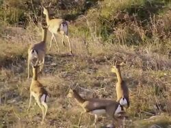 MS TS Shot of Mountain Gazelles herd running on rocky hillside / Jerusalem, Judea, Israel Stock Footage