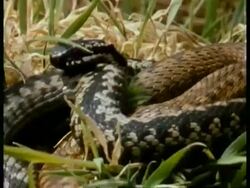 MS pair of Adders, Vipera berus, in Adder dance, competition, male snakes intertwine raised heads, grass background, UK Stock Footage