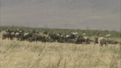 Wildebeests and zebras graze on a savanna. Stock Footage
