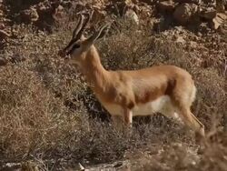 Dorcas Gazelle (Gazella dorcas) adult male eating thornbush Stock Footage