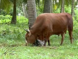 HD: Grazing Cow Stock Footage