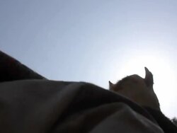 Camel viewed against sunlight Stock Footage