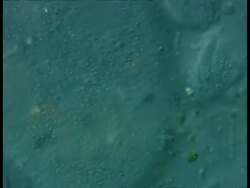 ECU microscopic view of bacteria and ciliate protozoans in freshwater farmyard pool sample Stock Footage