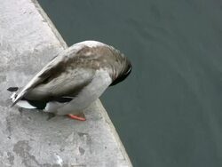 HD : Cleaning Stock Footage