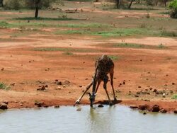 MS Shot of Giraffe drinking water from watering hole / Serengeti, Kenya  Stock Footage
