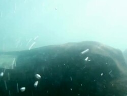 Truly graceful movement of a tropical ray Stock Footage