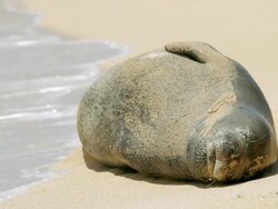 CU Shot of Endangered Hawaiian Monk Seal sun bathing on beach / Poipu, Kauai, Kauai, Hawaii, United States Stock Footage