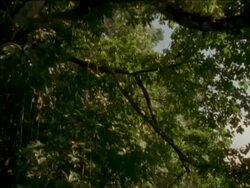 MS POV of boat tracking through tree overhanging river, Panama Stock Footage