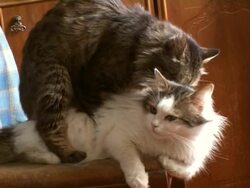 Cats Mating Stock Footage