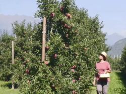 MS Shot of woman walking in apple orchard / Merano, Trentino, South Tyrol, Italy Stock Footage