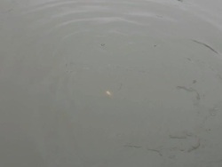 Fish eat the bread. Stock Footage