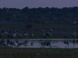 European Cranes (Grus grus) standing around, drinking and feeding, dawn, Dehesa, Extremadura, Spain Stock Footage