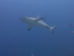 Grey Reef Shark Stock Footage