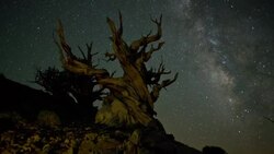 Motion-controlled  time-lapse of the Milky Way over an Ancient Bristlecone Pine tree in the White Mountains of  California, USA Stock Footage