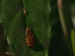 CU Fig seeds in bat faeces sliding down leaf, Panama Stock Footage