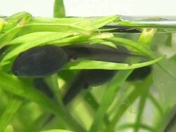 Tadpoles Stock Footage