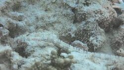 Close-up shot of pipefish in Raja Ampat, Indonesia Stock Footage