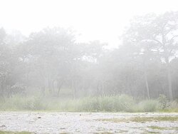 Fog in the forest Stock Footage