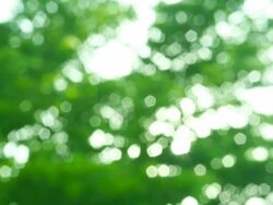 leaves and sun beams Stock Footage