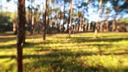 Giant Tropical Spide Stock Footage