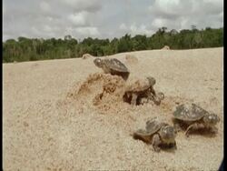 CU Low angle, Baby turtles emerging from sand, South America Stock Footage