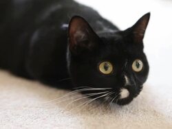 Cat With Crazy Eyes Stock Footage