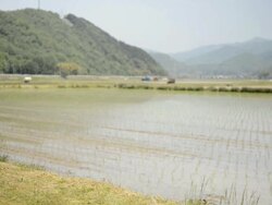 WS PAN Shot of Senior Man stands in footpath between rice fields / Toyooka, Hyogo, Japan Stock Footage