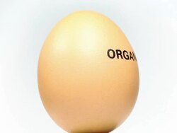 Organic Egg - Close up Stock Footage
