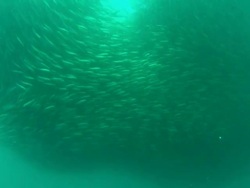 Sardine Run Sardines, mass movement with shark into school, South Africa  Stock Footage