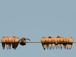 Many Birds Flying To The Wire Stock Footage