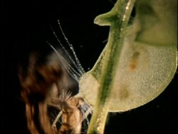 Bladderwort catching mosquito larva, UK Stock Footage