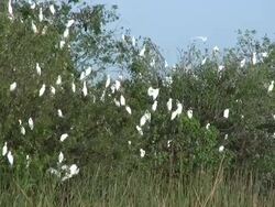 Flock of Large White Birds in a Rookery Stock Footage