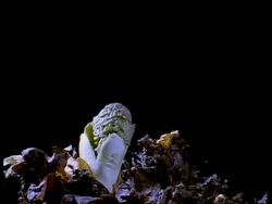 T/L Rhubarb, Timperley Early - an indoor or outdoor cultivar recommended for good growth and forcing) leafstalk breaks through bud and expands, side view, black background Stock Footage