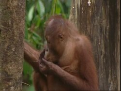 Orangutan (Pongo sp.) in tree, chewing twig, Borneo Stock Footage