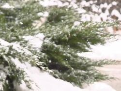 HD SUPER SLOW MO: Snow Covering The Cypress Stock Footage