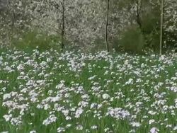 MS View of cuckoo flowers field / Kastel-Staadt, Rhineland-Palatinate, Germany Stock Footage